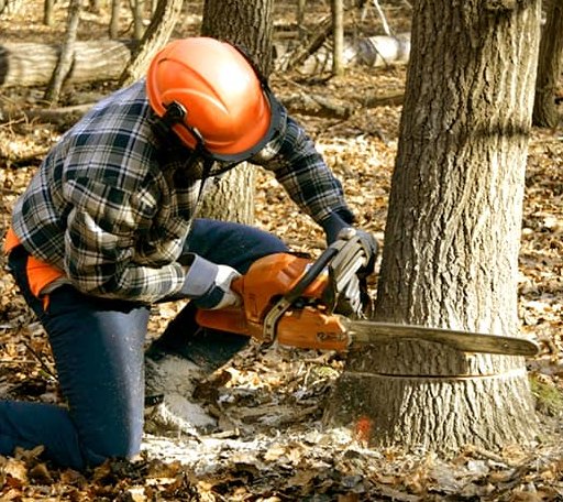 Tree Removal in Chataignier, LA